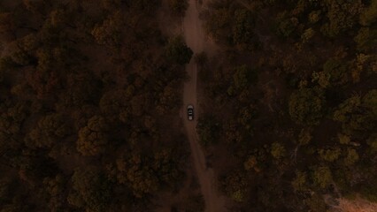 Road in the middle of a forest in northern mexico - obrazy, fototapety, plakaty