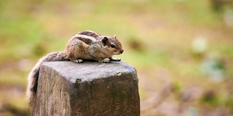 Naklejka na ściany i meble Cute little chipmunk sitting on rock in green park and looking around, fluffy tailed tiny park dweller embodiment of natural charm and innocence, little woodland animal with playful curiosity