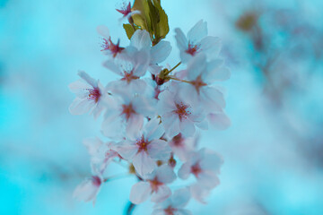 風に揺れる満開の桜の枝 - obrazy, fototapety, plakaty