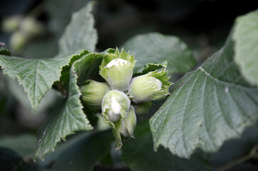 custer of huzelnuts on the tree growing