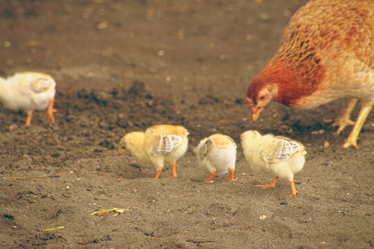 A free roaming native brooding hen pecking the ground in search of food along with its chicks showing the candid moment of daily life in the rural countryside