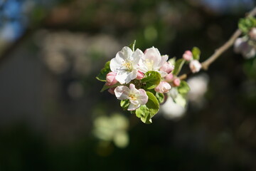 Blooming branch of an apple tree with pale pink flowers and small pale green leaves on a blurred background