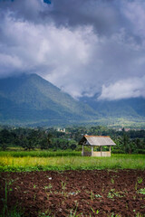 landscape view of rice fields with a hut in the middle and mountains in the background