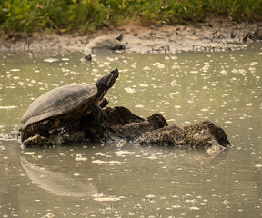 Obraz premium Welcome to the animal world