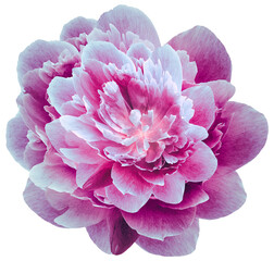 Peony flower  on   isolated background.  Closeup.   For design.   Nature. - 783198953