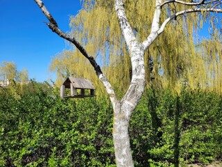 tree in the park