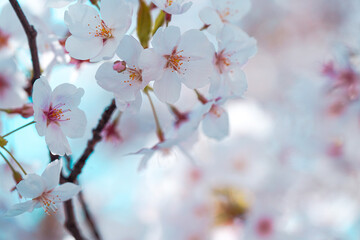 満開の桜