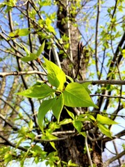 green leaves in the sun