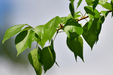 Poplar branch with young leaves in early spring
