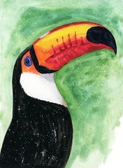 Naklejka premium Watercolor illustration of a beautiful toucan with a colorful red-orange large beak and black feathers (This illustration was drawn by hand without the use of generative AI!)
