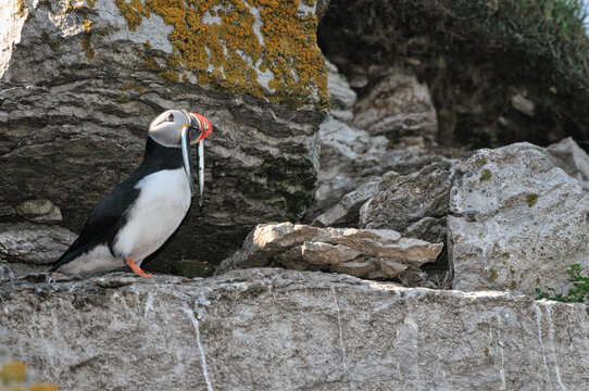 Atlantic Puffin perches on a rock with anchovies in its beat
