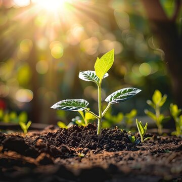 seedling in the gorund