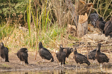 Group of Black Vulture on the ground
