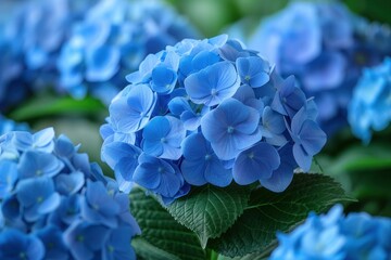 Cluster of blue flowers surrounded by vibrant green leaves