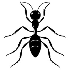 black-ant-on-white-background