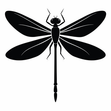 recommend clip art: dragonfly on white background