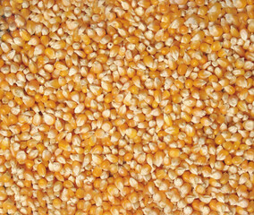 Ayurveda Ingredients, Health, Medical, Khada Gram Masala
