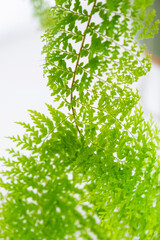 Obraz premium Close-up Fluffy fern leaf in a white loft-style interior. Nephrolepis Marisa is a varietal ornamental fern