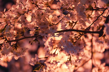 満開の夜桜