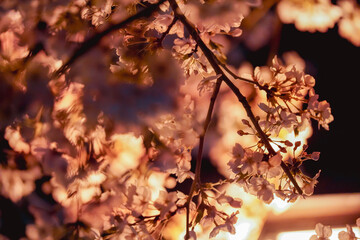 満開の夜桜