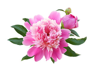Pink peony floers and green leaves in a floral arrangement isolated on white or transparent background