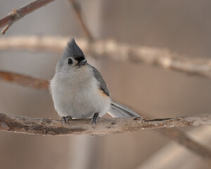 Tufted Titmouse perches on a tree truck in winter