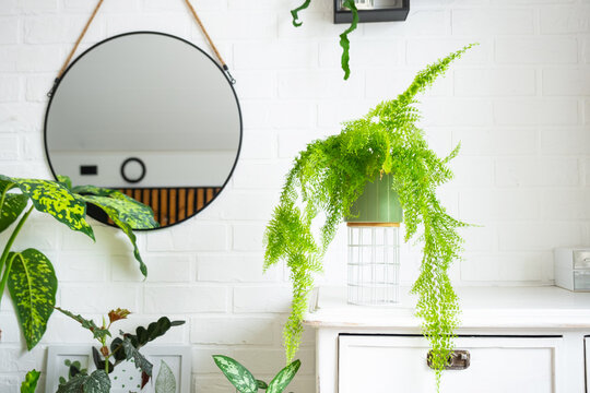 Fluffy fern in a white loft-style interior. Nephrolepis Marisa is a varietal ornamental fern