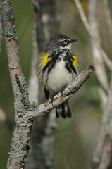 Yellow-rumped Warber perches on a branch on Spring migration