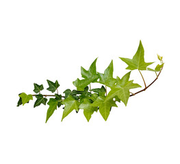 Green leaves Hedera algeriensis or  ivy evergreen climbing jungle vine hanging ivy plant bush...