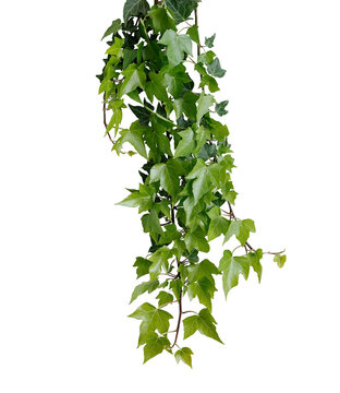 Green leaves Hedera algeriensis or  ivy evergreen climbing jungle vine hanging ivy plant bush isolated on white background with clipping path.