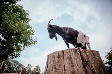 goat on a stump