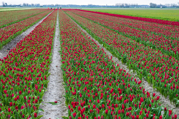 Tulip fields in bloom in the Netherlands on a sunny spring day