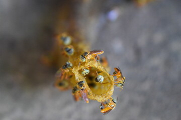 melipona bees building their comb macro closeup