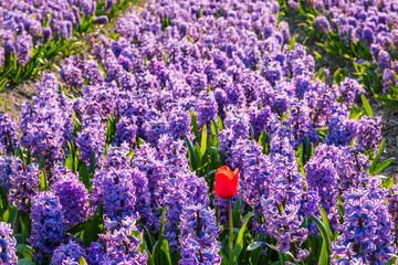 A single red blooming tulip in a field of hyacinths on a sunny spring day