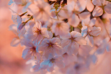 青い光に照らされる満開の桜