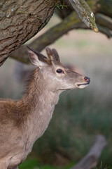 Young deer sheilding under a tree