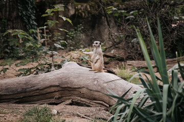 meerkat in the zoo