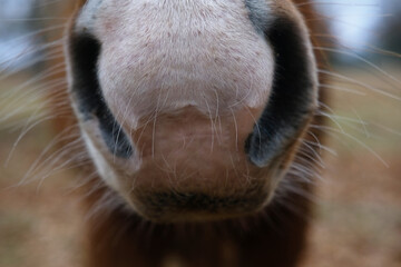 Animal sense of smell concept with horse nostrils and nose closeup.
