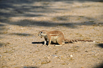 African ground squirrel on the ground