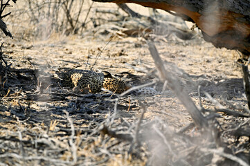 Leopard rest in the shade after a successful hunt