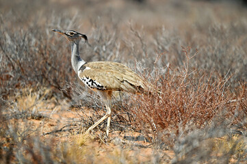 Cori Bustard in the vast desert of Kgalagadi