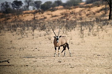 Oryx antelope in the Kalahari desert. Kgalagadi South Africa, Botswana