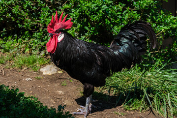 A black and red rooster is standing proudly on a dirt road under the sun. The vibrant colors of the rooster contrast sharply with the earthy tones of the road.