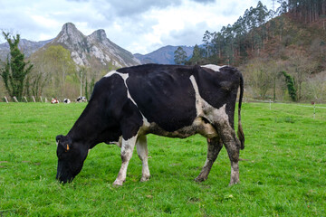 A black and white cow is peacefully grazing on green grass in a vast open field under the clear sky...