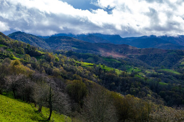 A green hillside in Asturias, Spain, covered in a dense collection of trees, creating a vibrant and...