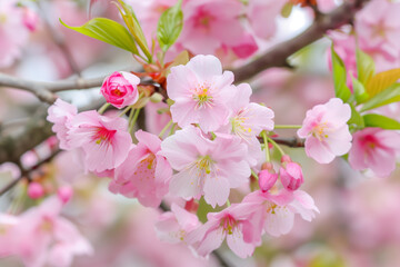 Beautiful pink cherry blossoms in full bloom on tree branch, macro, springtime