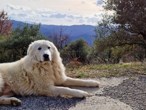 Cane pastore maremmano