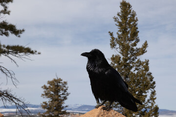 Common Raven that was posing up on a ledge for us at Bryce canyon