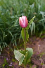 pink tulip flower