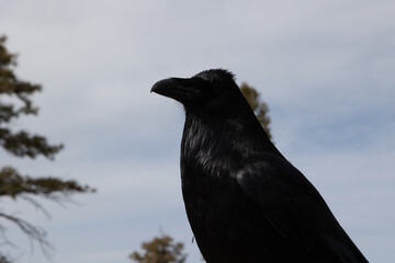 Common Raven that was posing up on a ledge for us at Bryce canyon